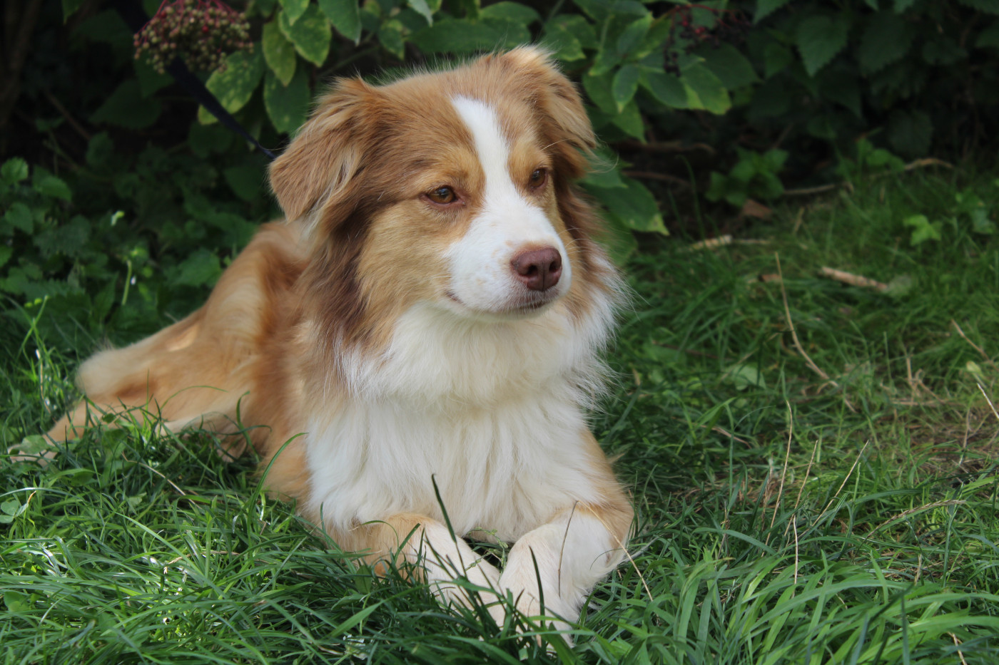 SYMIA golden lady de gens de garonne