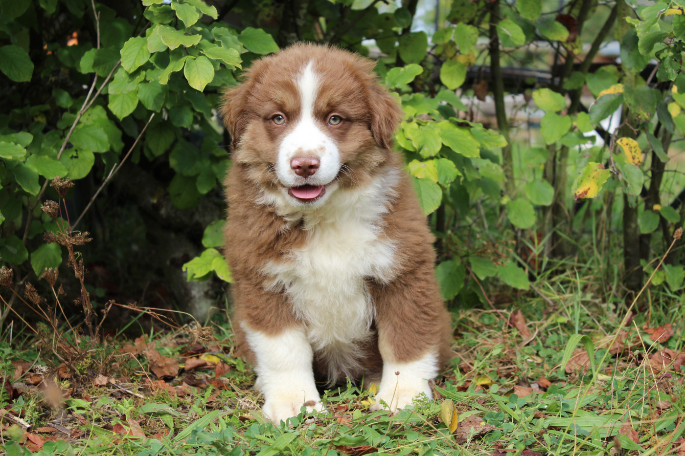 D'Ebony Blackstar - Chiots disponibles - Berger Américain Miniature 