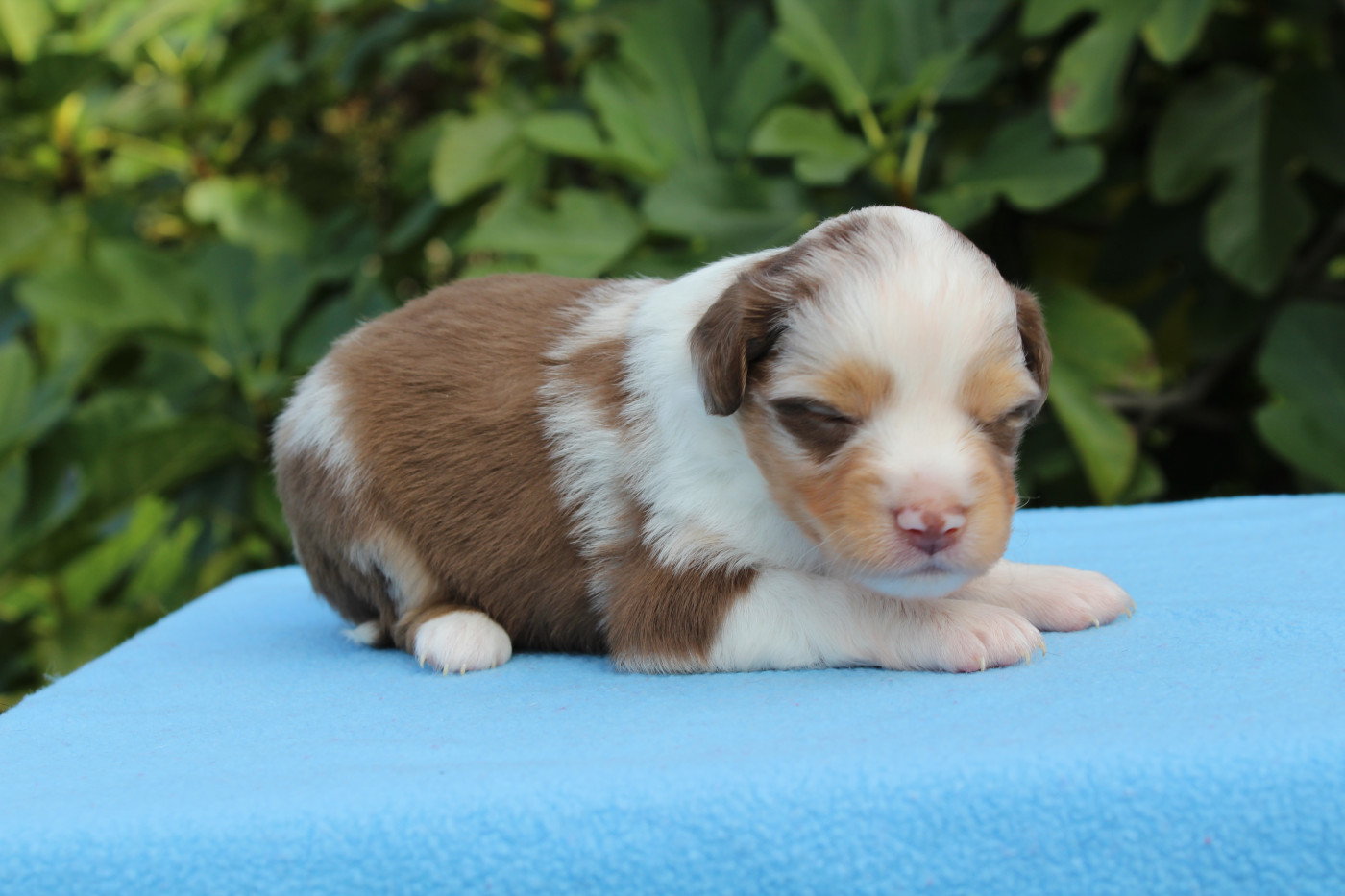 D'Ebony Blackstar - Chiots disponibles - Berger Américain Miniature 
