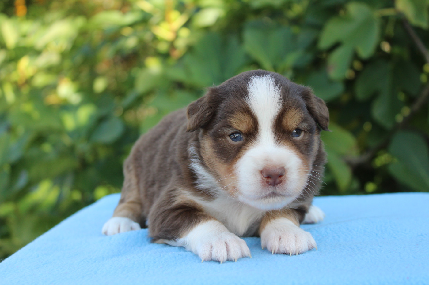 D'Ebony Blackstar - Chiots disponibles - Berger Américain Miniature 