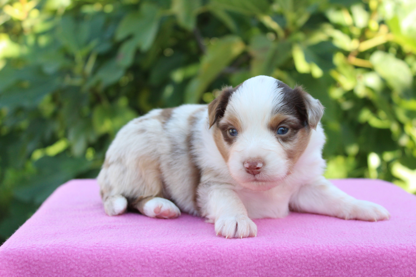D'Ebony Blackstar - Chiots disponibles - Berger Américain Miniature 