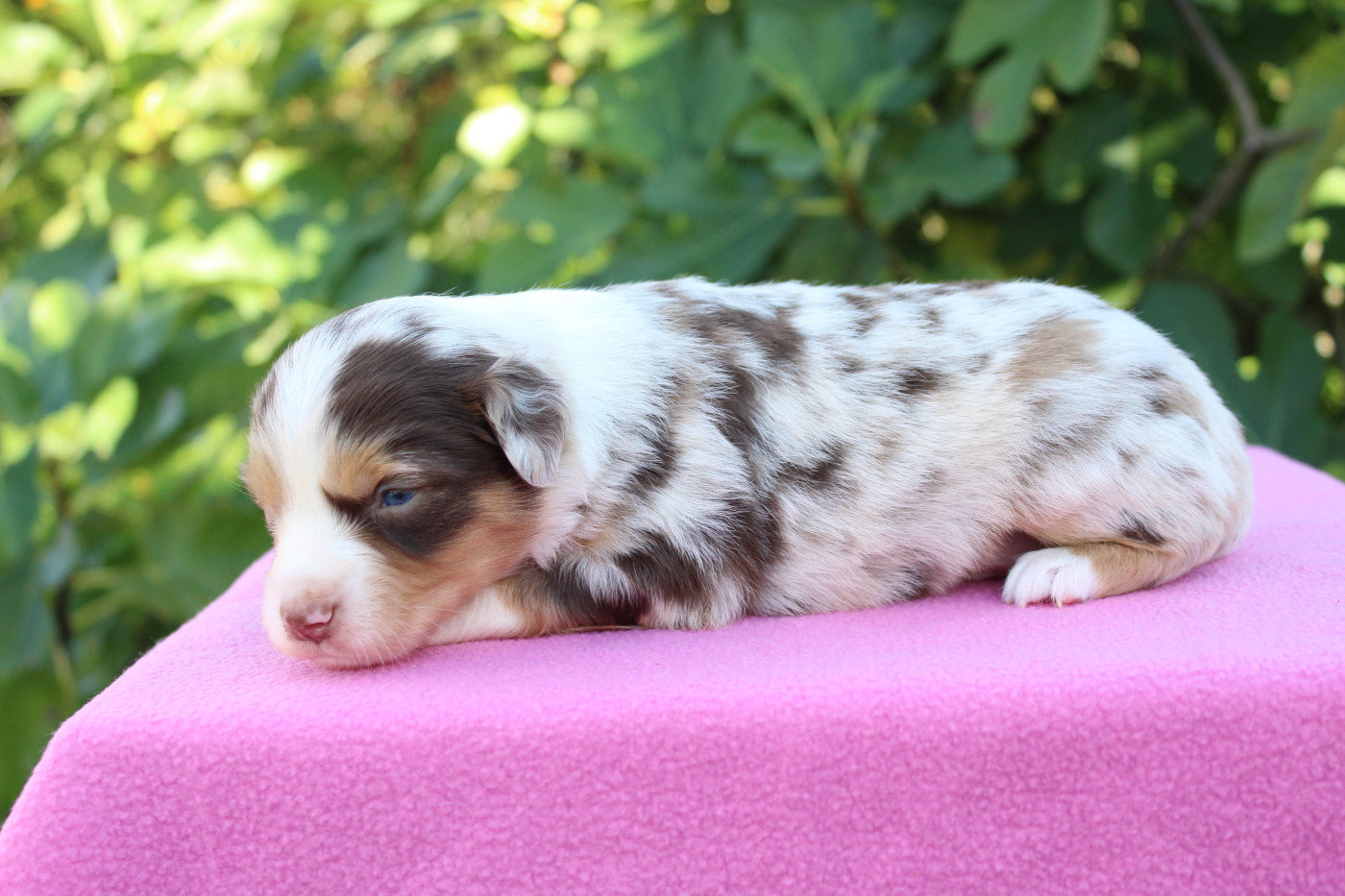 D'Ebony Blackstar - Chiots disponibles - Berger Américain Miniature 