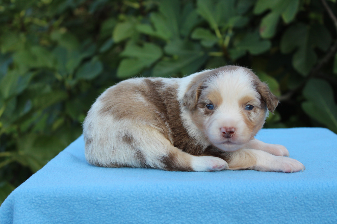 D'Ebony Blackstar - Chiots disponibles - Berger Américain Miniature 
