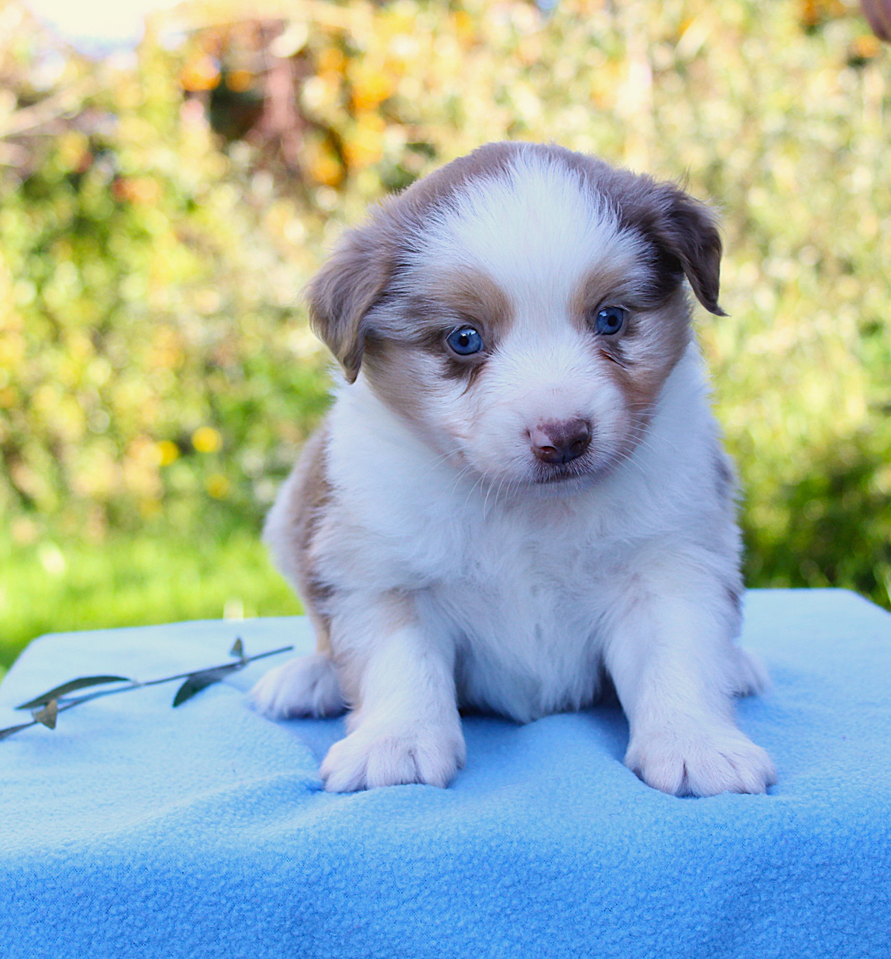 D'Ebony Blackstar - Chiots disponibles - Berger Américain Miniature 