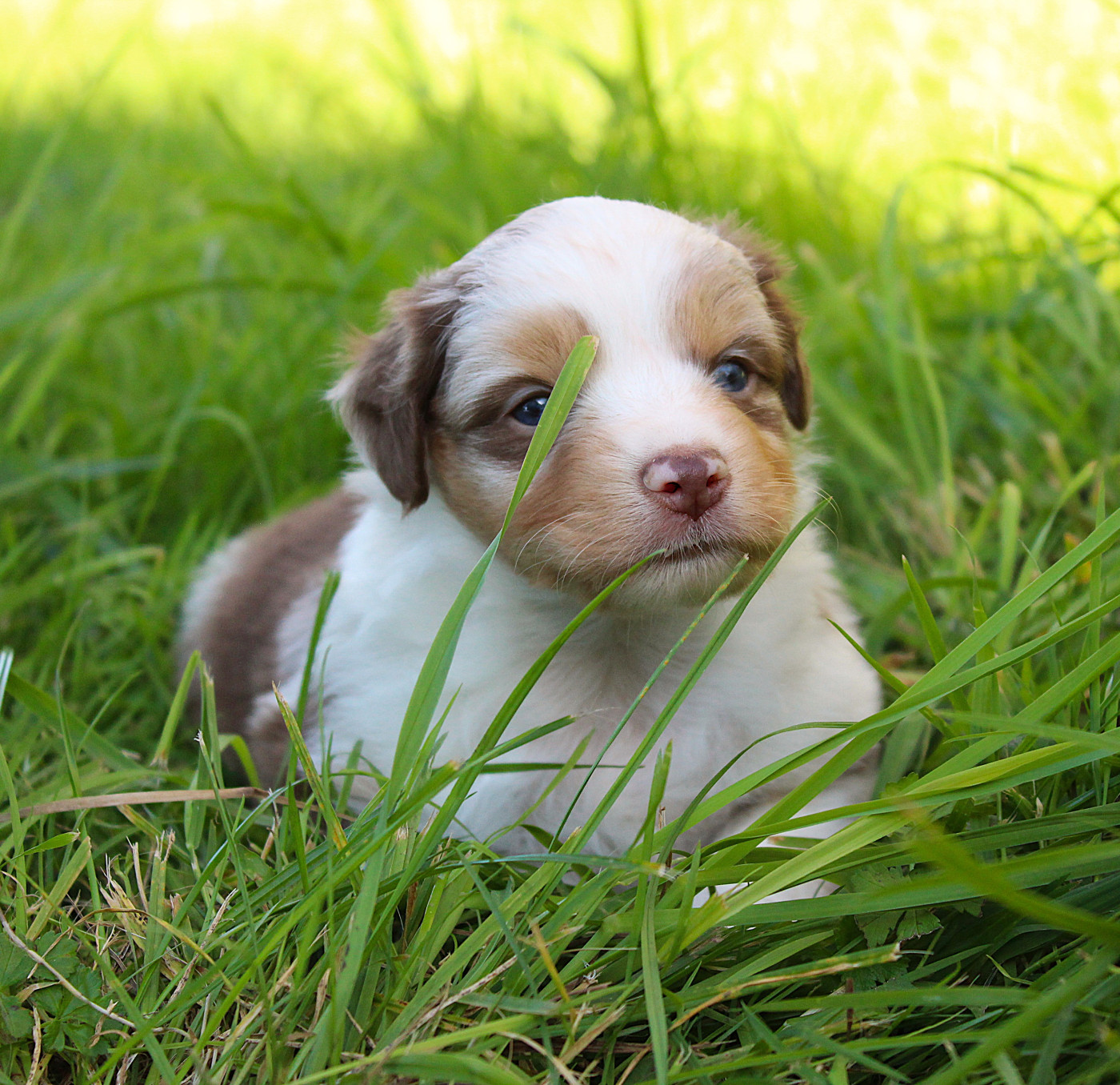D'Ebony Blackstar - Chiots disponibles - Berger Américain Miniature 