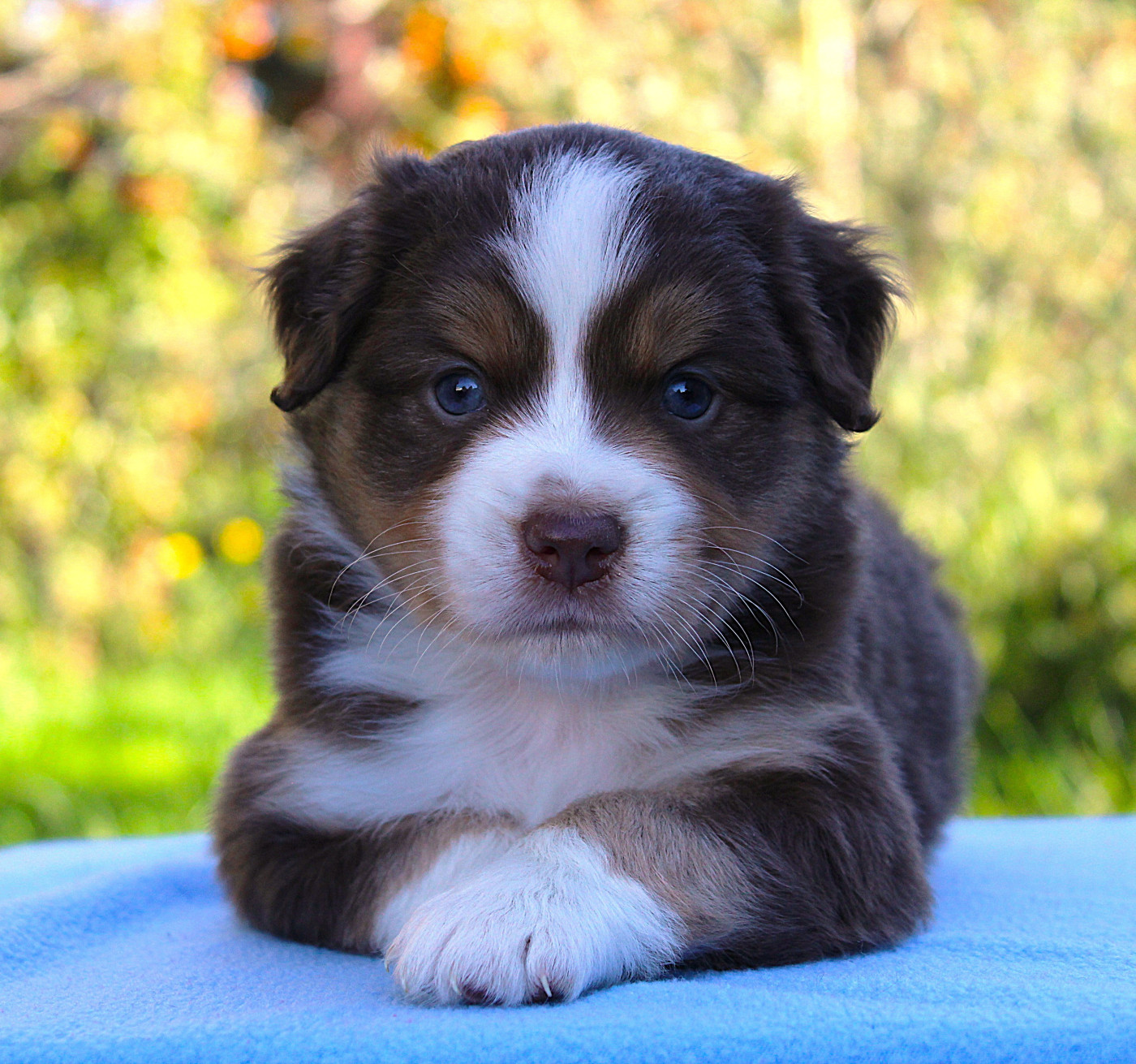 D'Ebony Blackstar - Chiots disponibles - Berger Américain Miniature 