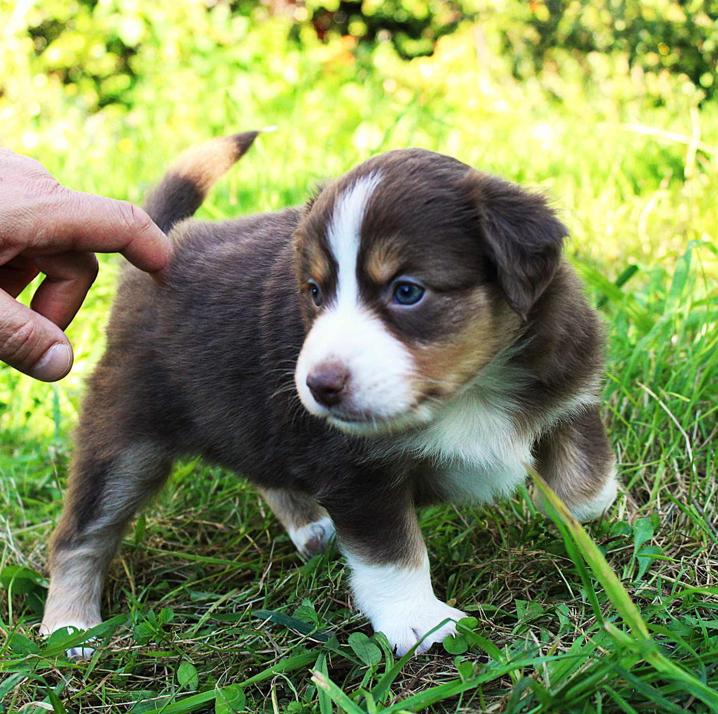 D'Ebony Blackstar - Chiots disponibles - Berger Américain Miniature 