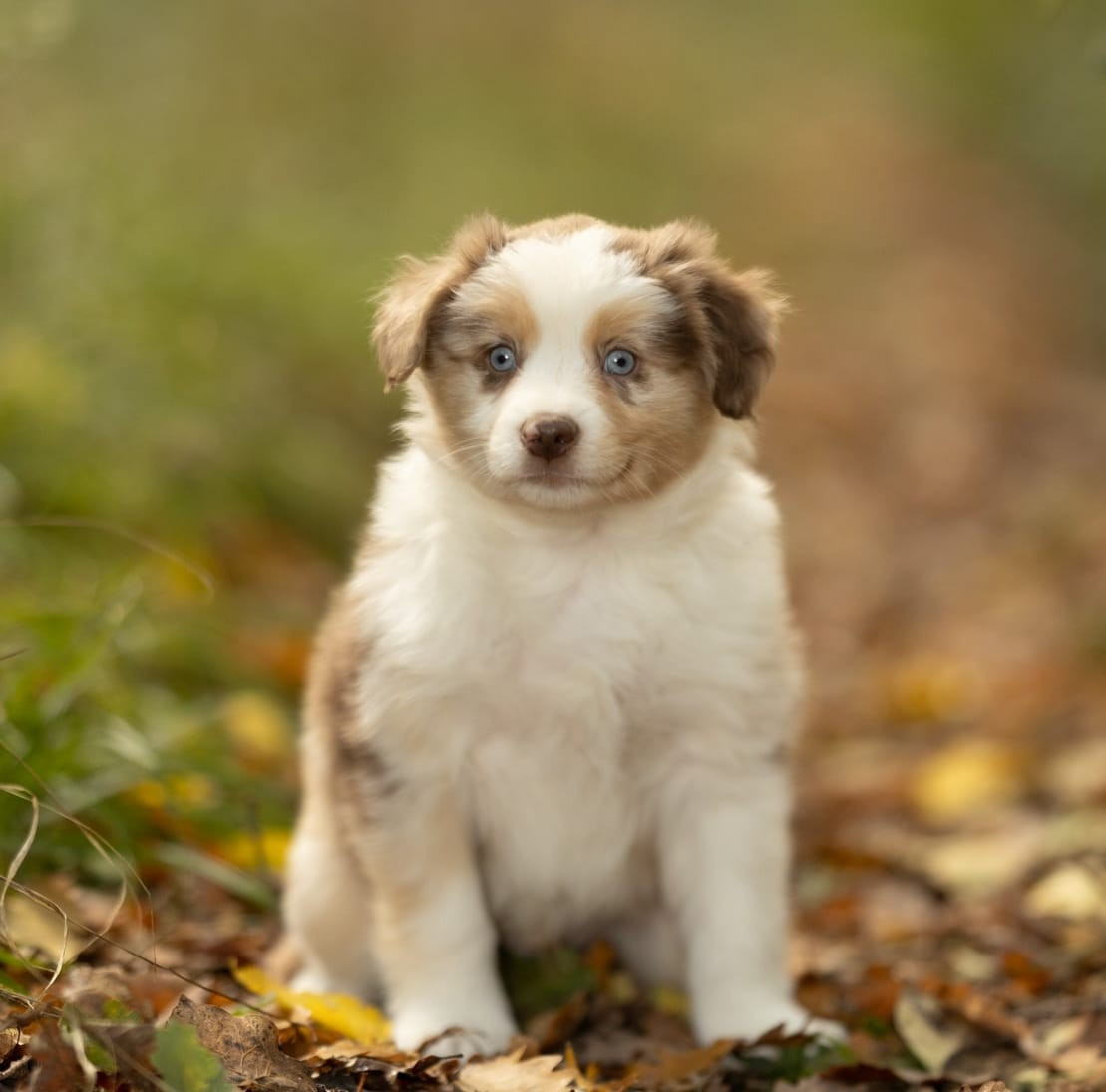 D'Ebony Blackstar - Chiots disponibles - Berger Américain Miniature 