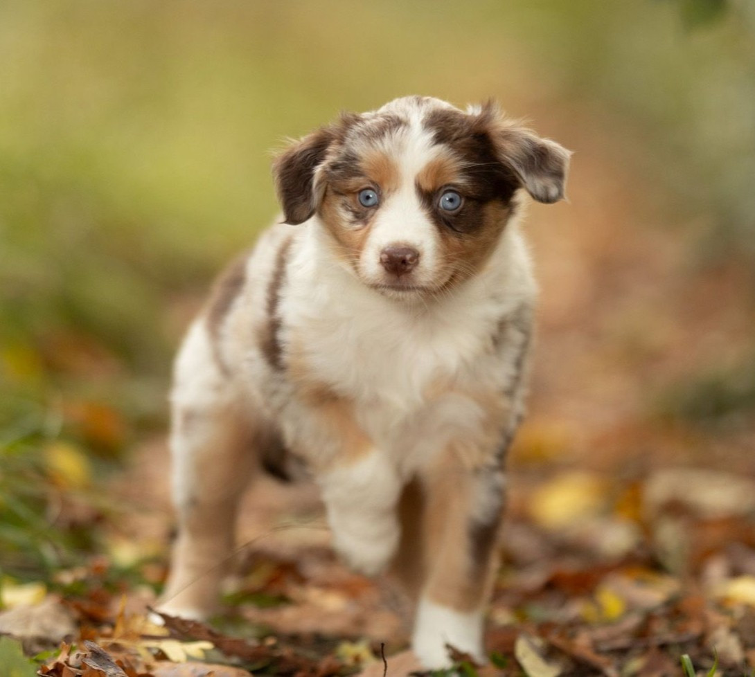 D'Ebony Blackstar - Chiots disponibles - Berger Américain Miniature 