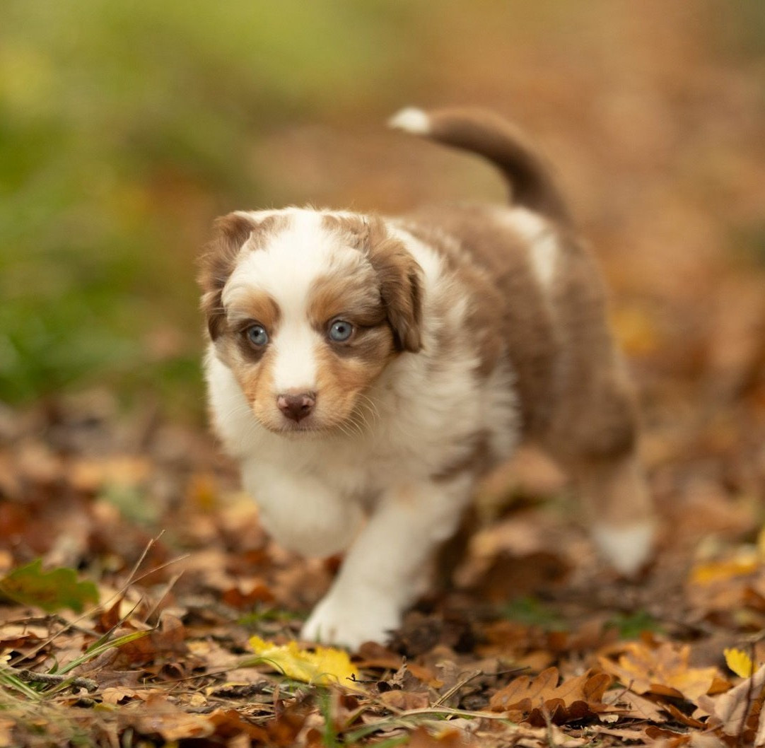 D'Ebony Blackstar - Chiots disponibles - Berger Américain Miniature 