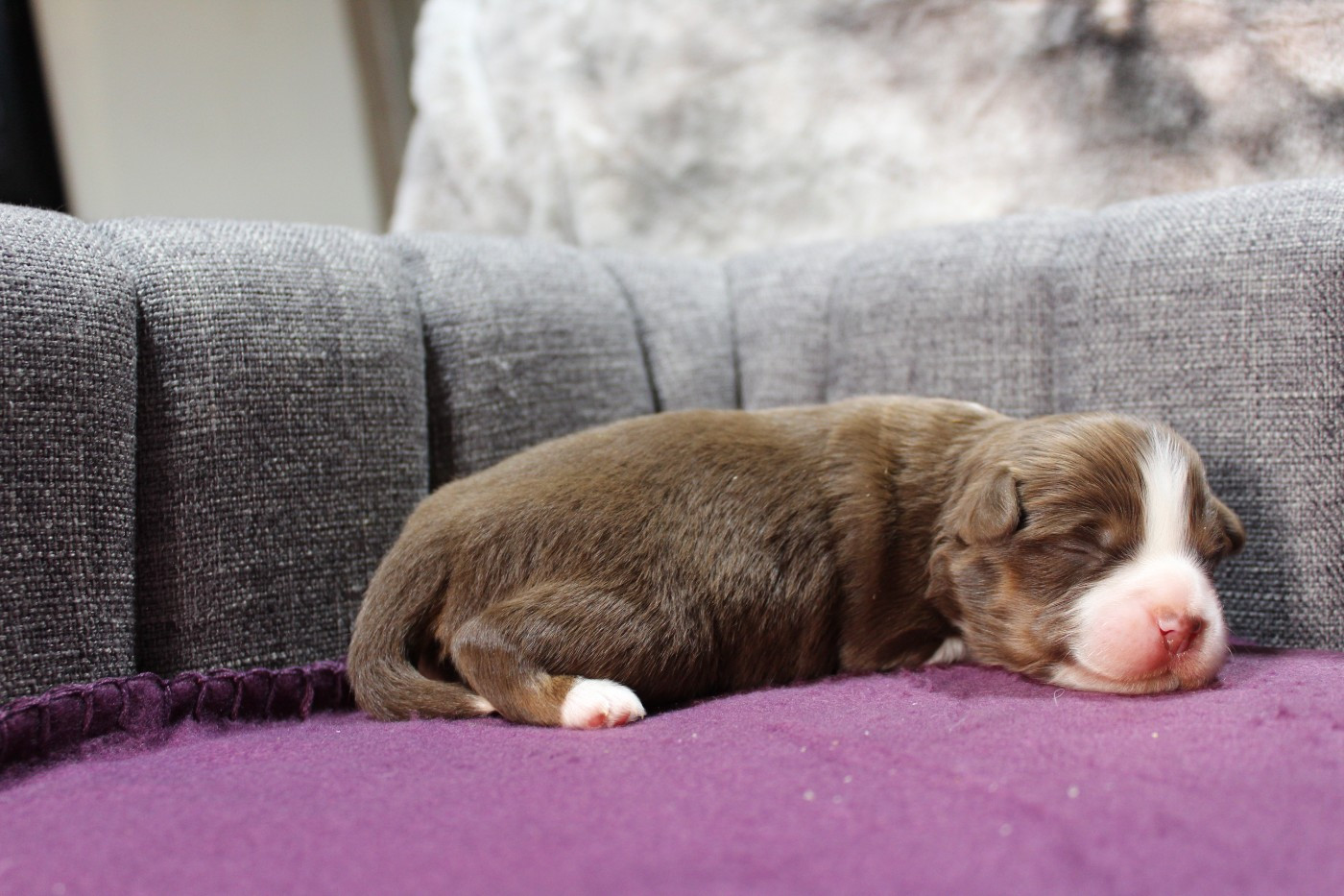 D'Ebony Blackstar - Chiots disponibles - Berger Américain Miniature 