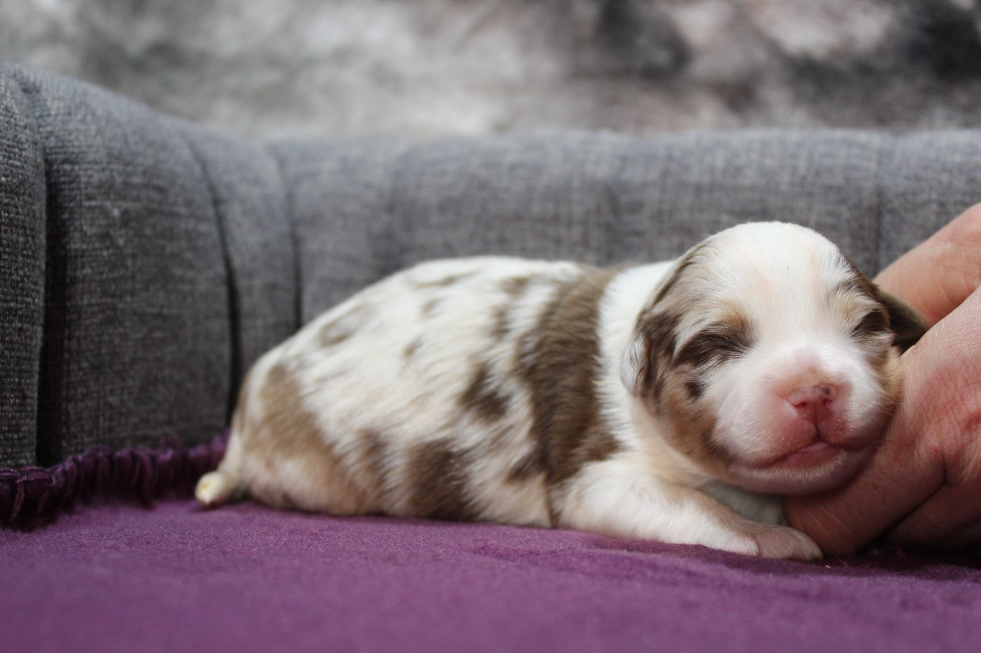 D'Ebony Blackstar - Chiots disponibles - Berger Américain Miniature 