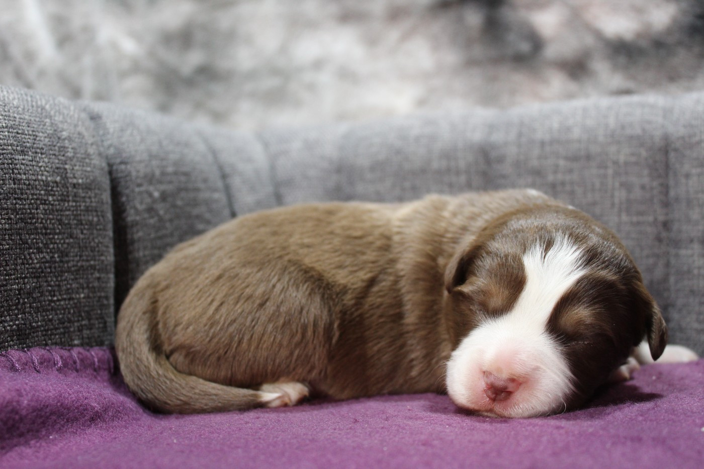 D'Ebony Blackstar - Chiots disponibles - Berger Américain Miniature 