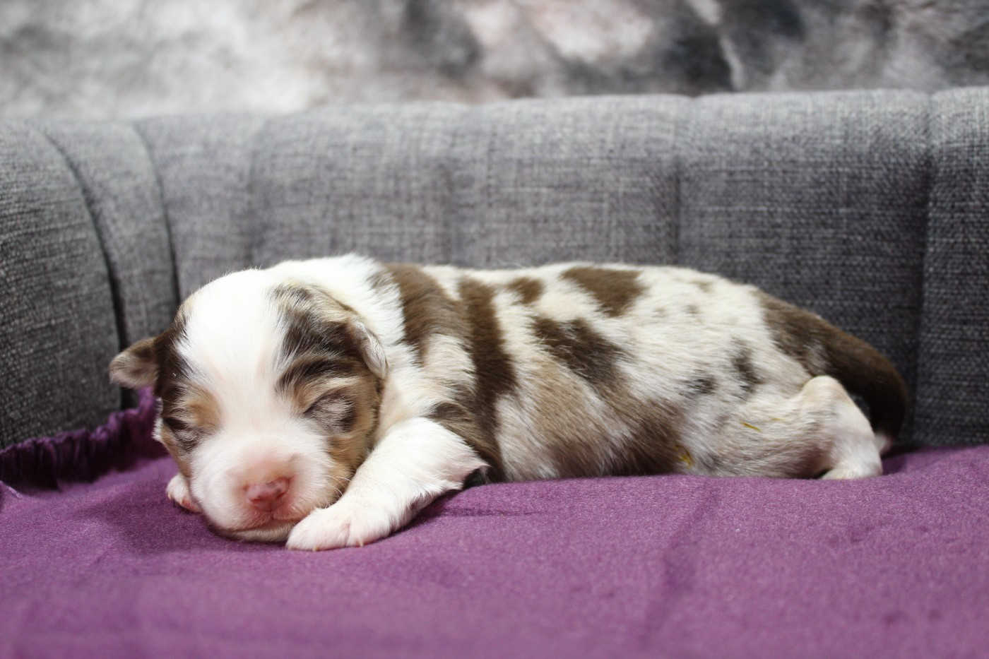 D'Ebony Blackstar - Chiots disponibles - Berger Américain Miniature 