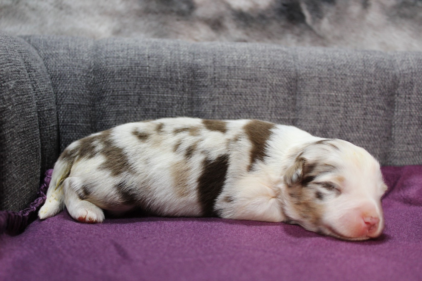 D'Ebony Blackstar - Chiots disponibles - Berger Américain Miniature 