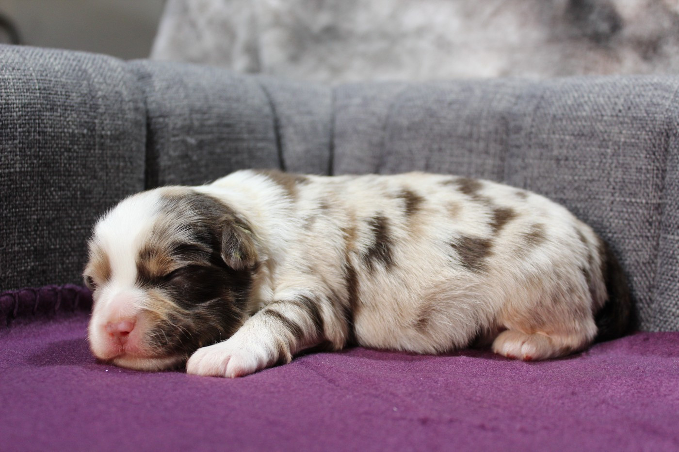 D'Ebony Blackstar - Chiots disponibles - Berger Américain Miniature 