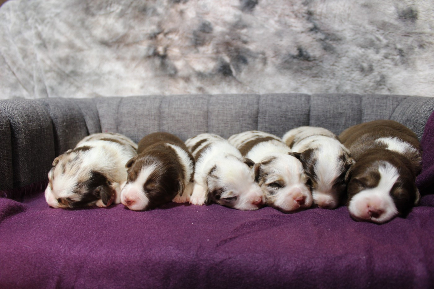 Chiot Berger Américain Miniature  D'Ebony Blackstar