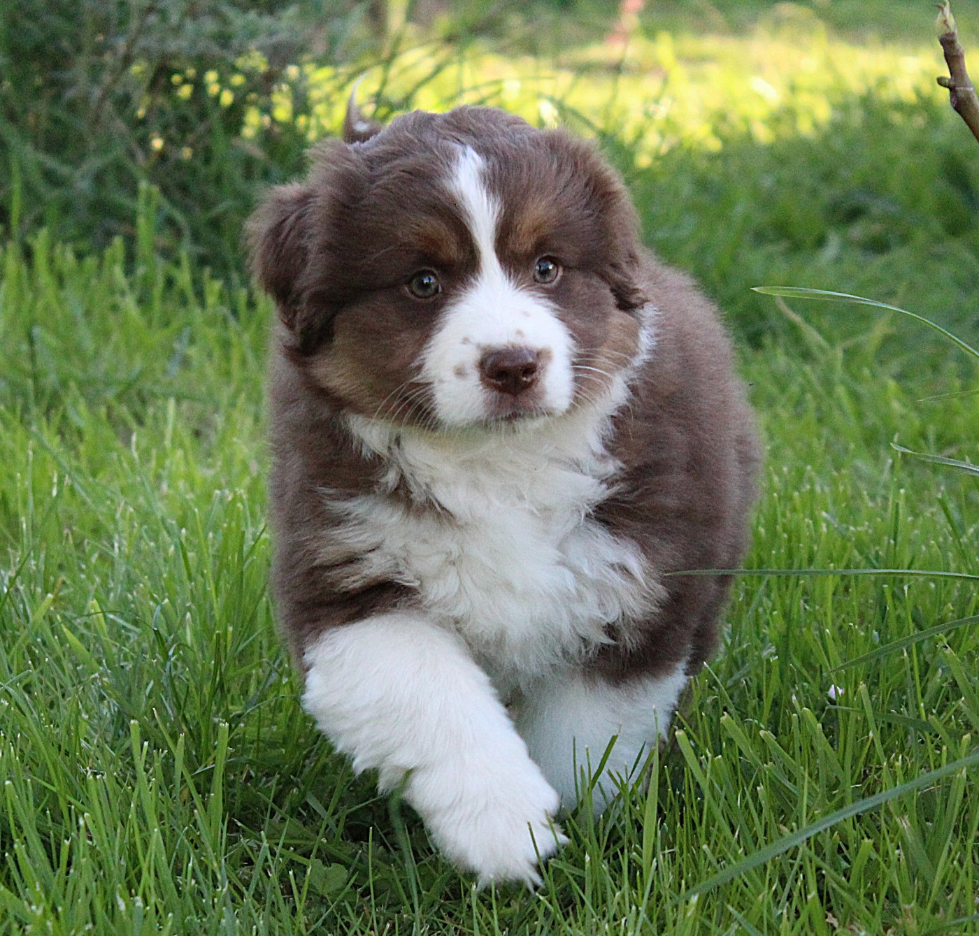 D'Ebony Blackstar - Chiots disponibles - Berger Américain Miniature 