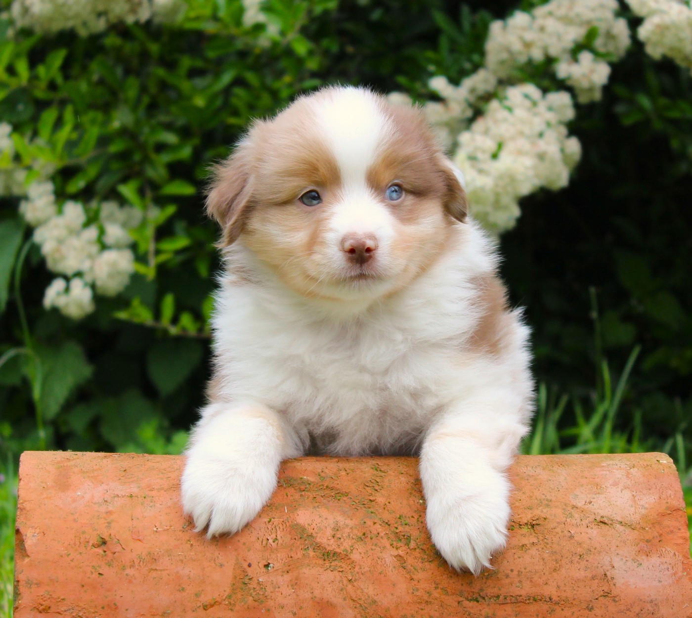 D'Ebony Blackstar - Chiots disponibles - Berger Américain Miniature 