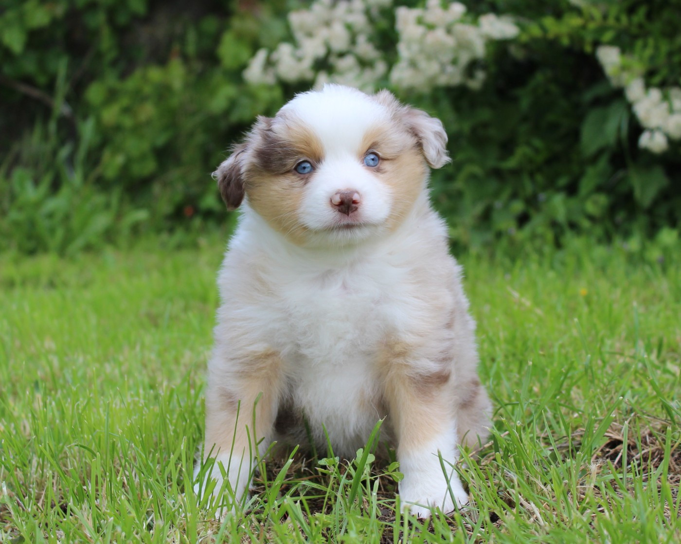 D'Ebony Blackstar - Chiots disponibles - Berger Américain Miniature 