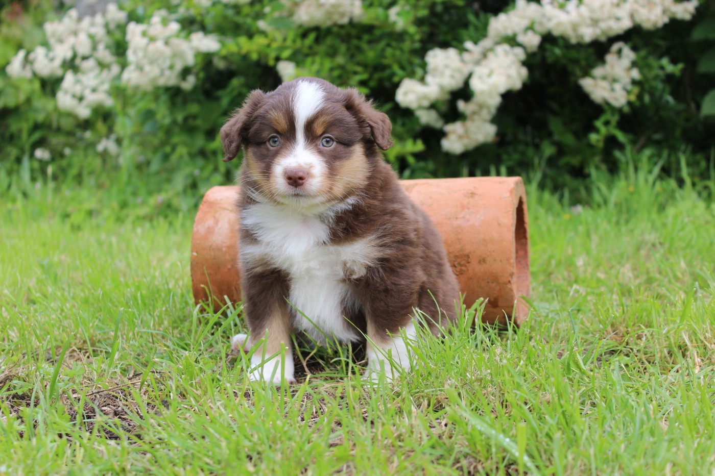 D'Ebony Blackstar - Chiots disponibles - Berger Américain Miniature 