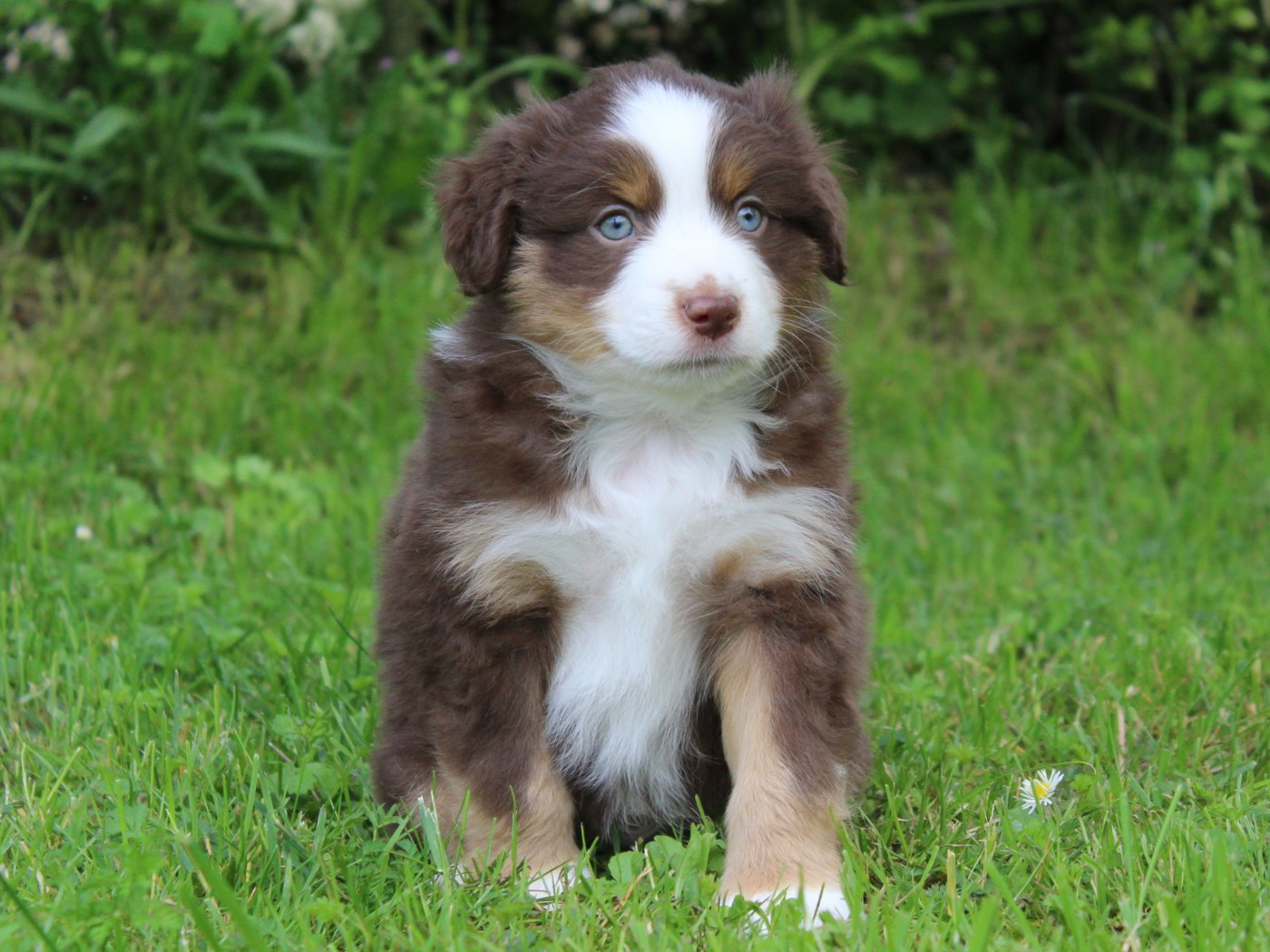 D'Ebony Blackstar - Chiots disponibles - Berger Américain Miniature 
