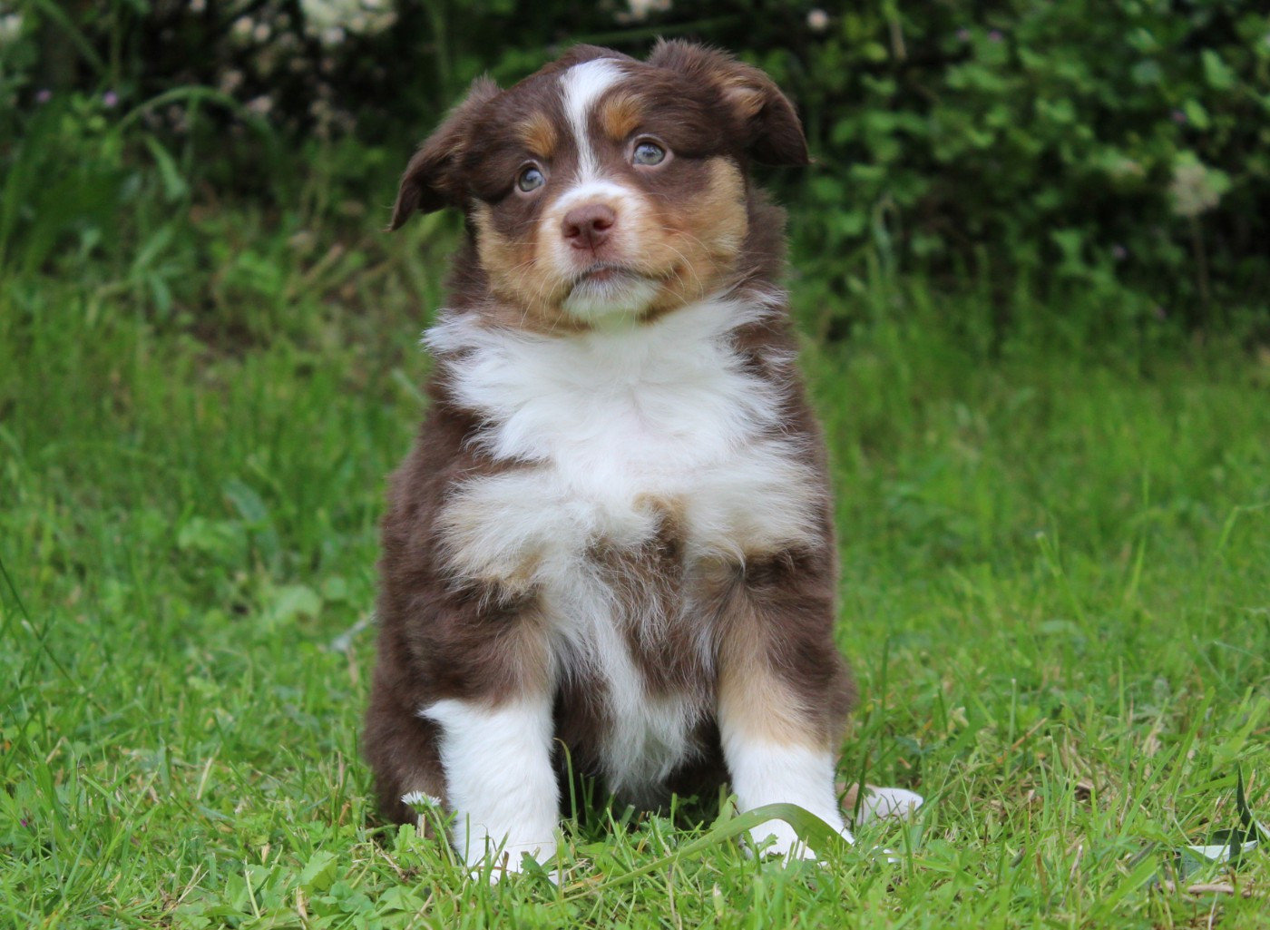 D'Ebony Blackstar - Chiots disponibles - Berger Américain Miniature 