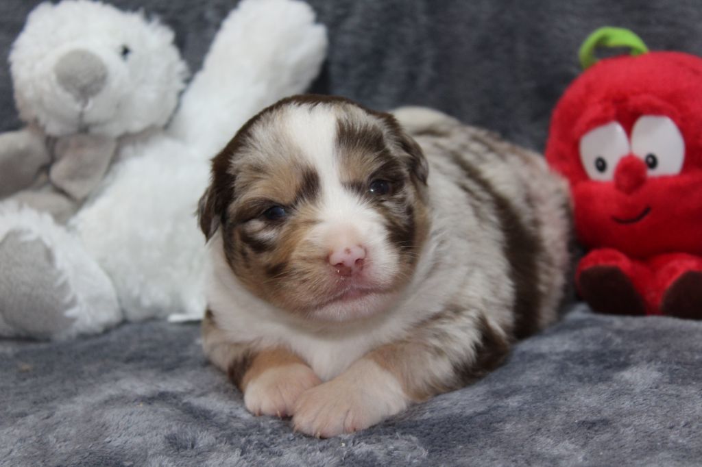 D'Ebony Blackstar - Chiots disponibles - Berger Américain Miniature 