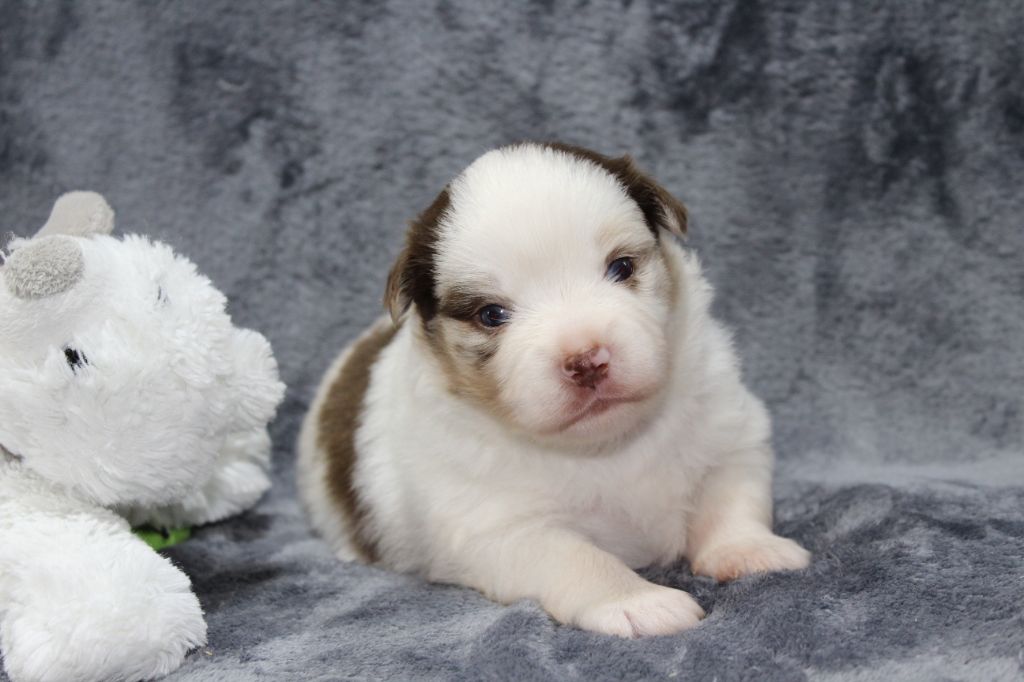 D'Ebony Blackstar - Chiots disponibles - Berger Américain Miniature 