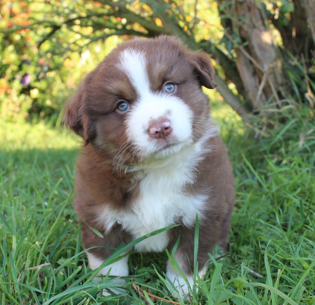 D'Ebony Blackstar - Chiots disponibles - Berger Américain Miniature 
