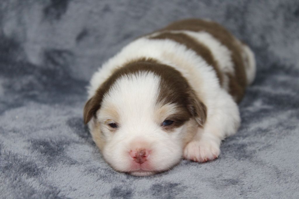 D'Ebony Blackstar - Chiots disponibles - Berger Américain Miniature 