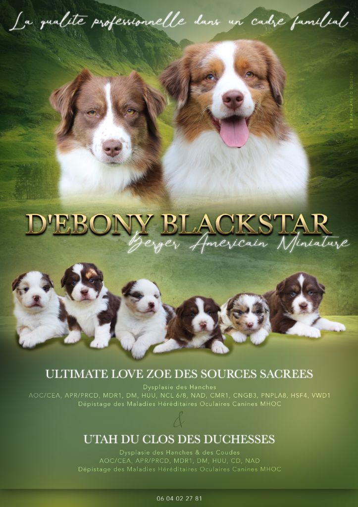 Chiot Berger Américain Miniature  D'Ebony Blackstar