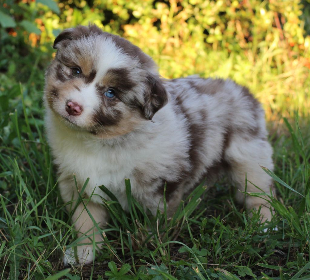 D'Ebony Blackstar - Chiots disponibles - Berger Américain Miniature 