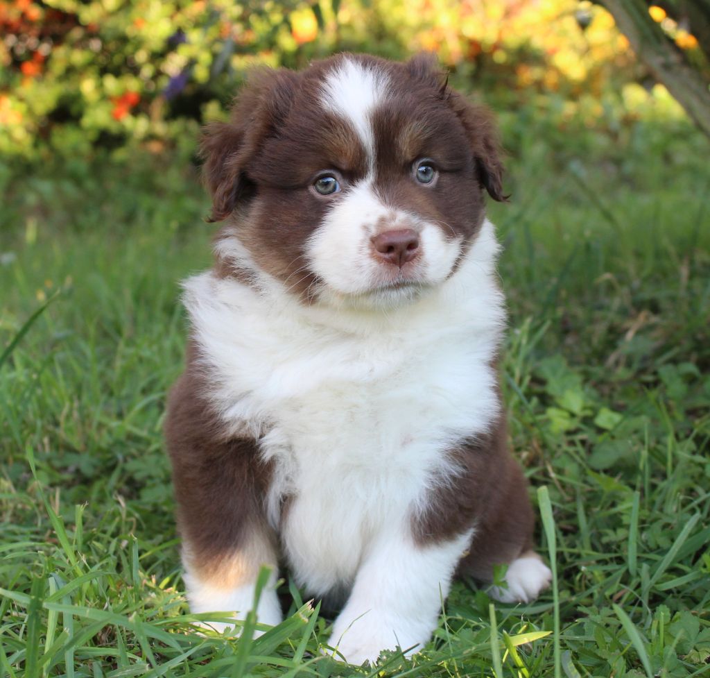 D'Ebony Blackstar - Chiots disponibles - Berger Américain Miniature 