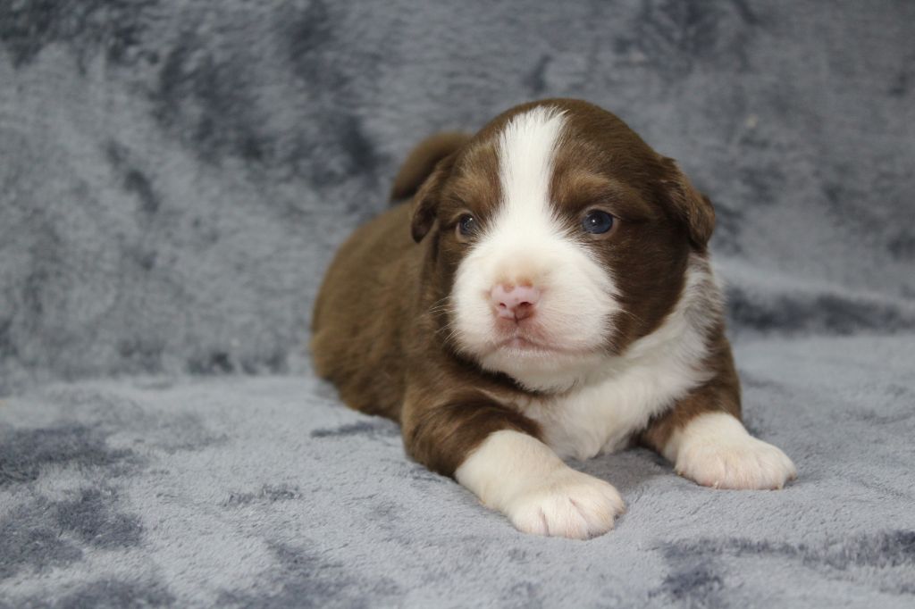 D'Ebony Blackstar - Chiots disponibles - Berger Américain Miniature 