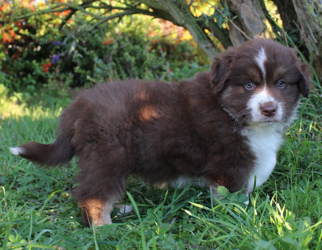 D'Ebony Blackstar - Chiots disponibles - Berger Américain Miniature 